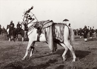State Horse of Jaipur. The caparisoned State Horse of Jaipur at Edward VII's Coronation Durbar.