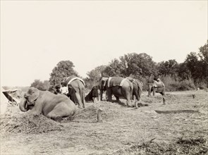 Elephants resting at Coronation Durbar, 1903. Elephants take a break from the processions and rest