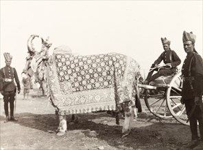 Caparisoned yaks at Coronation Durbar, 1903. Two caparisoned yaks pull a carriage at Edward VII's