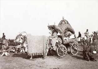 Caparisoned bullocks pulling a 'rath', 1903. Two caparisoned bullocks pull an ornate 'rath'