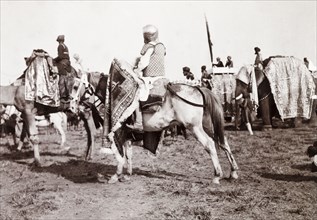 Drum horse at Coronation Durbar, 1903. An Indian soldier rides a drum horse during a procession at