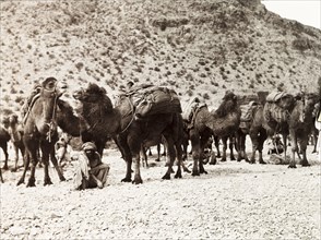 Camels on the Khyber Pass. Bactrian camels (Camelus bactrianus) form a caravan on the Khyber Pass.