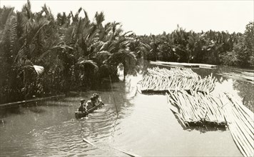 Palm oil plantation, Indonesia. A canoe travels downriver near a palm oil plantation, past bundles