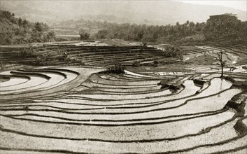 Terraced rice fields, Java. View over a series of terraced rice fields. An original caption