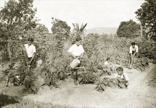 Children tending the school garden, North Borneo. Children tend to a vegetable patch in their