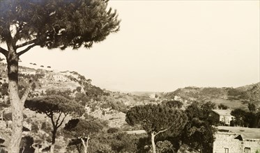 Hillside view from Brumana. Pine trees dot the hills around the mountain village of Brumana. An
