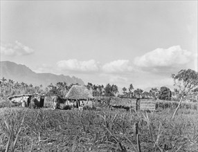 A field of sugar cane near Nadi. Various thatched outbuildings sit behind a field of newly planted