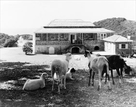 Sheep at Nelson's Dockyard. Sheep rest beneath a shady tree in front of a colonial building at