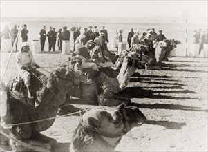 Camel racing in Be'er Sheva. A line of kneeling camels prepare to race, carrying Arab riders with