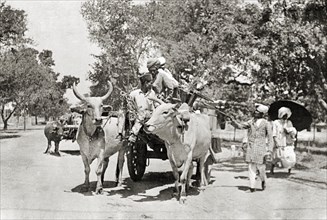 Ox-drawn cart in Delhi. Three men struggle to keep their balance on an ox-drawn cart heavily laden