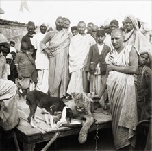 Lion on display at the Ardh Kumbh Mela. A crowd of Hindu pilgrims at the Ardh Kumbh Mela gather