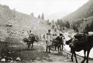 Mountain guides in Pahalgam Valley. A group of mountain guides lead their horses along a rocky path