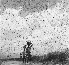 A swarm of locusts, Kenya. Three men walk along a dirt road, carrying bundles on their heads amidst