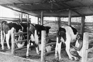 One man, one cow'. Friesian cows stand in the stalls of a cowshed, being milked by African farm