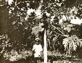 Boy beside a fruit tree. A small boy stands beside a fruit tree on a coffee plantation. Probably