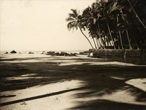 Palm trees on Cannanore beach. Palm trees line a sandy beach at Cannanore. Cannanore (Kannur),