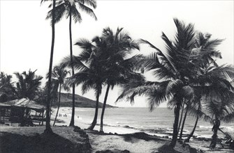 Palm trees on Anjuna beach. Palm trees on Anjuna beach. Anjuna, Goa, India, circa 1978. Anjuna,