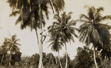 Picking coconuts on Tryall Estate. A man scales a palm tree to retrieve coconuts on Tryall Estate.
