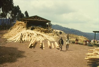 Produce from Mafuga sawmill. Planks and lengths of processed timber are stacked high at a new
