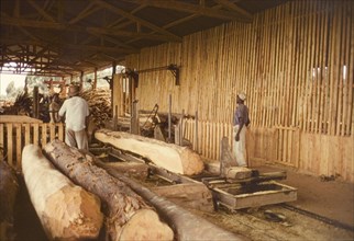 Cutting timber at Mafuga sawmill. Millers use industrial machinery to cut large softwood timbers