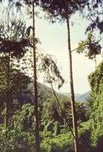 Pruning pines in Mafuga Forest. A forestry worker climbs a rope ladder, hanging from the top of a