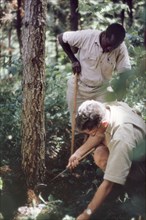 Damage caused by honey fungus. Two forestry officers (Beaton and Kimera) inspect the damage to a