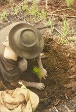 Planting a pine seedling. A Ugandan worker crouches down to plant a pine (Pinus patula) at Mafuga