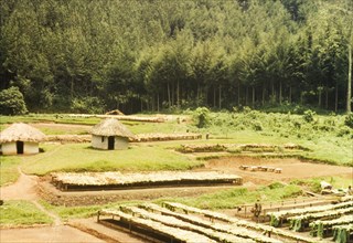 Mafuga Forest nursery. View across a nursery in Mafuga Forest, comprising several round, thatched