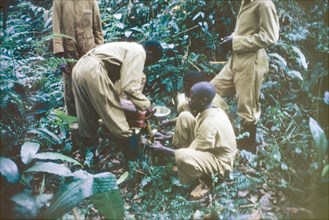 Timber Stand Improvement in Kalinzu Forest. Ugandan Forest Rangers fill portable sprayers with