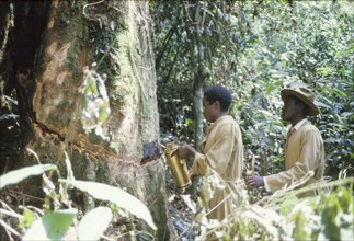 Timber Stand Improvement in Kalinzu Forest. Two Ugandan Forest Rangers apply herbicide to the trunk