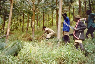 Thinning out the trees at Bugamba. A team of Ugandan Forest Rangers, equipped with saws, machetes