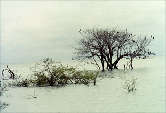 Flooded landscape in West Uganda. Cormorants perch in the uppermost branches of trees submerged in