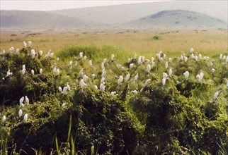 Cattle egrets on papyrus'. A flock of cattle egrets (Bubulcus ibis) roost in dense papyrus foliage