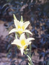 A day lily in flower. Close-up shot of a white and yellow day lily (genus Hemerocallis) in flower.