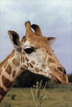 Giraffe at Entebbe zoo. Close-up shot of the head of a giraffe (Giraffa camelopardalis) at Entebbe
