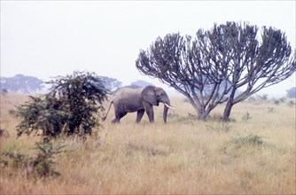 A model elephant . A lone African elephant (Loxodonta africana) strides across grassland in the