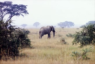 Elephant in the Queen Elizabeth National Park. A lone African elephant (Loxodonta africana),