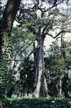 A Mubende 'witch tree'. A Mubende 'witch tree': at the time of this photograph an unnamed species