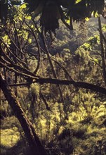 Giant heather forest on Mount Elgon. Tangled branches obscure the view in a giant heather forest on