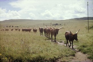 Ankole cattle. A herd of Ankole-Watusi cattle walk in single file along a track in undulating