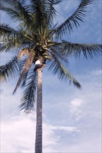 Harvesting coconuts at Nakawa. A young man shins up the trunk of a coconut palm, his ankles bound