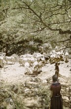 Cattle at a waterhole in Mbaru. A Suk man and woman oversee a herd of oxen at a waterhole in