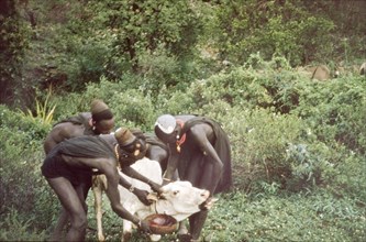 Bloodletting in Kenya. Three Suk (Pokot) men restrain an ox with a tourniquet around its neck,
