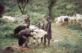 Bloodletting in Kenya. Five Suk (Pokot) men restrain an ox to tie a tourniquet around its neck,