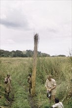 A good bundle of elephant grass'. An African porter supports a tall bundle of elephant grass,