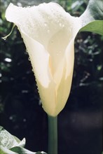 Arum Lily from Mount Elgon. Close-up shot of an arum, or calla lily, (Zantedeschia aethiopica)