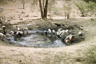 Goats at a waterhole in Kabekanyang. A herd of goats quench their thirst at a waterhole in Karamoja