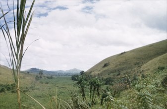 Papyrus swamp in Kigezi. View across a papyrus swamp. Kigezi, South West Uganda, 1956., West