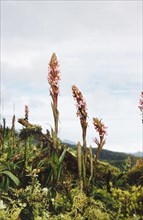 Pink orchids of Rwenzori. Pink orchids (Disa stairsii) in flower on the slopes of the Rwenzori