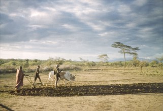 Ploughing with oxen at Katekekile. Three men use an ox to plough a field in Karamoja. An original
